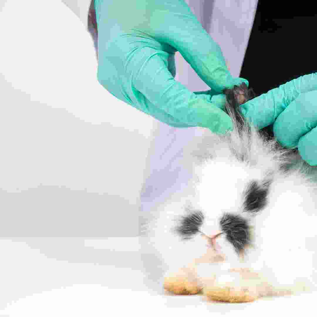 where to inject rabbit