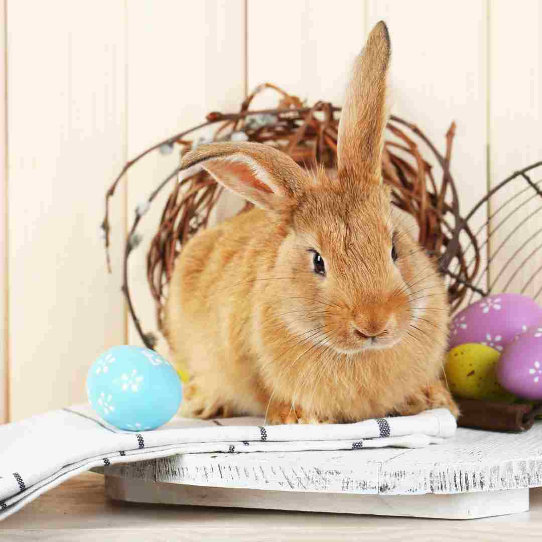 how to make rabbit treats with hay