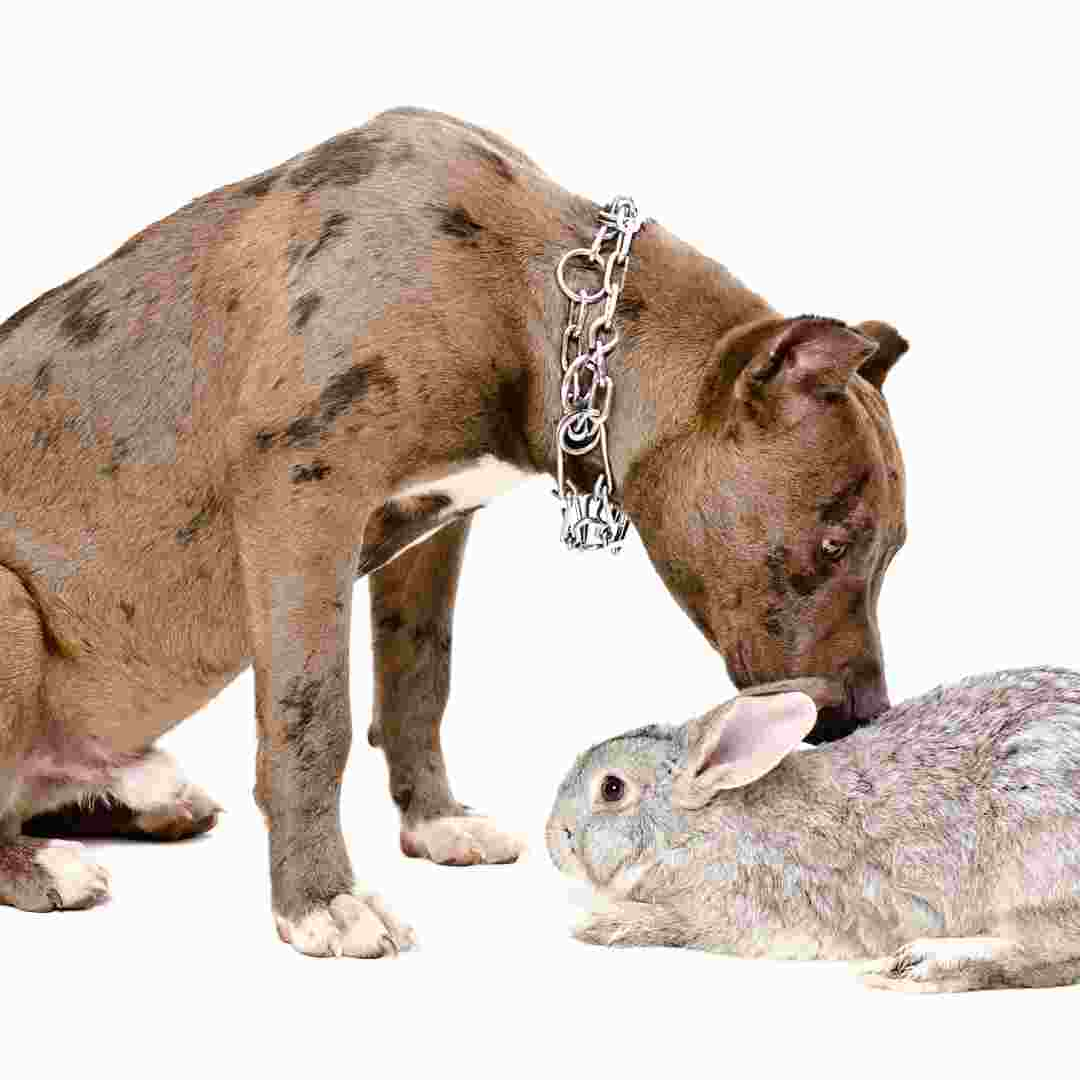 is rabbit scram toxic to dogs