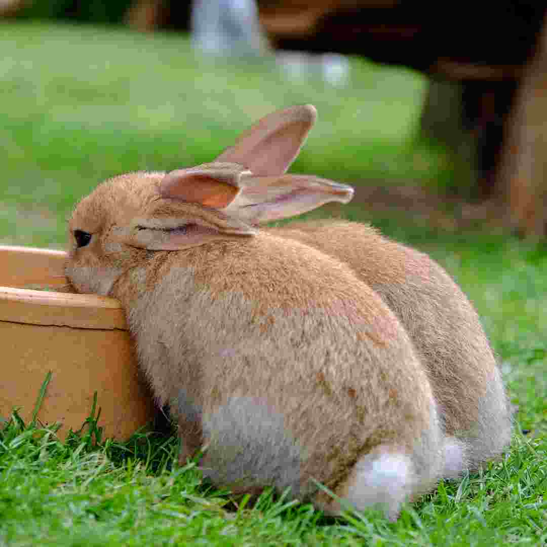 how much rabbit food should it eat