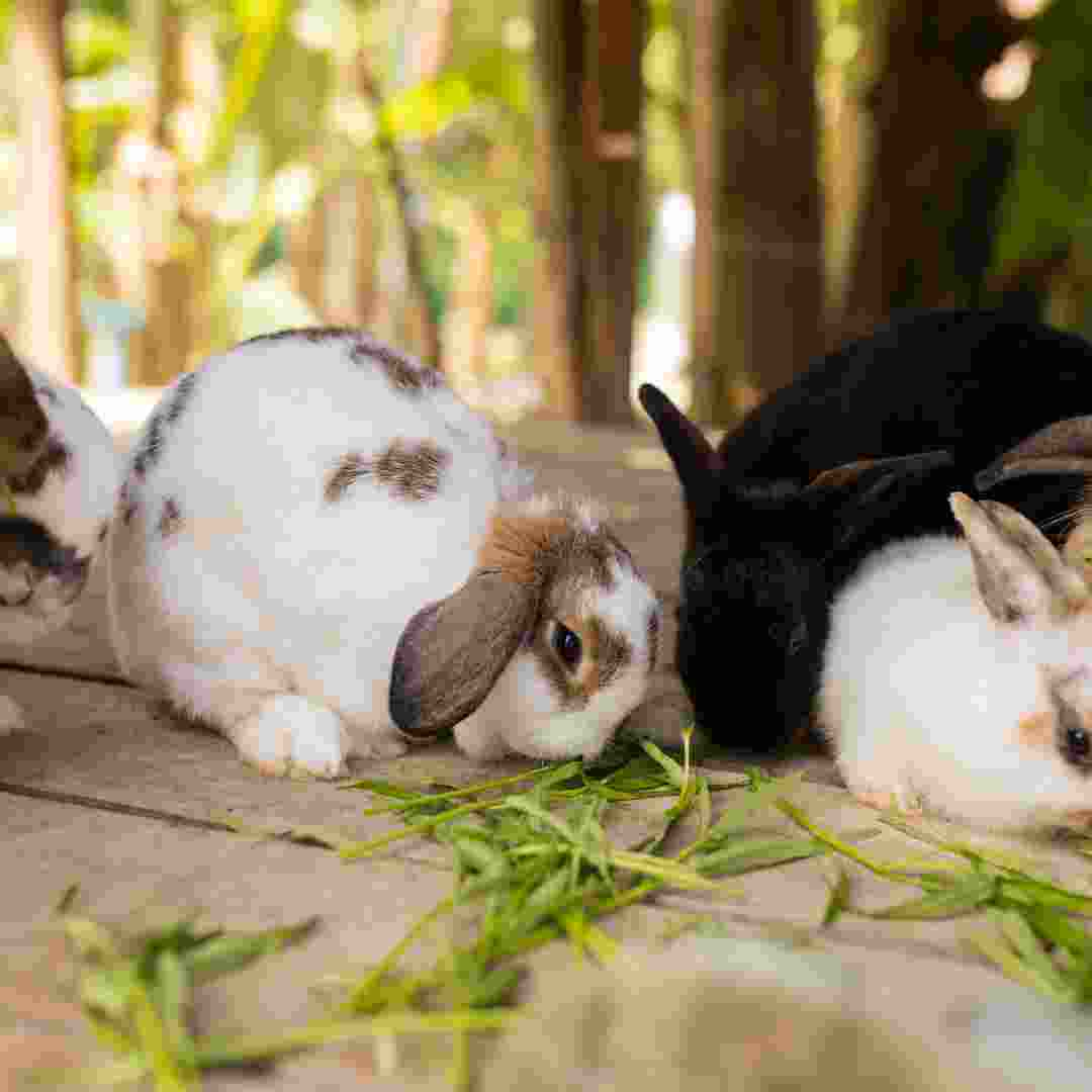 can you use rabbit hide for books