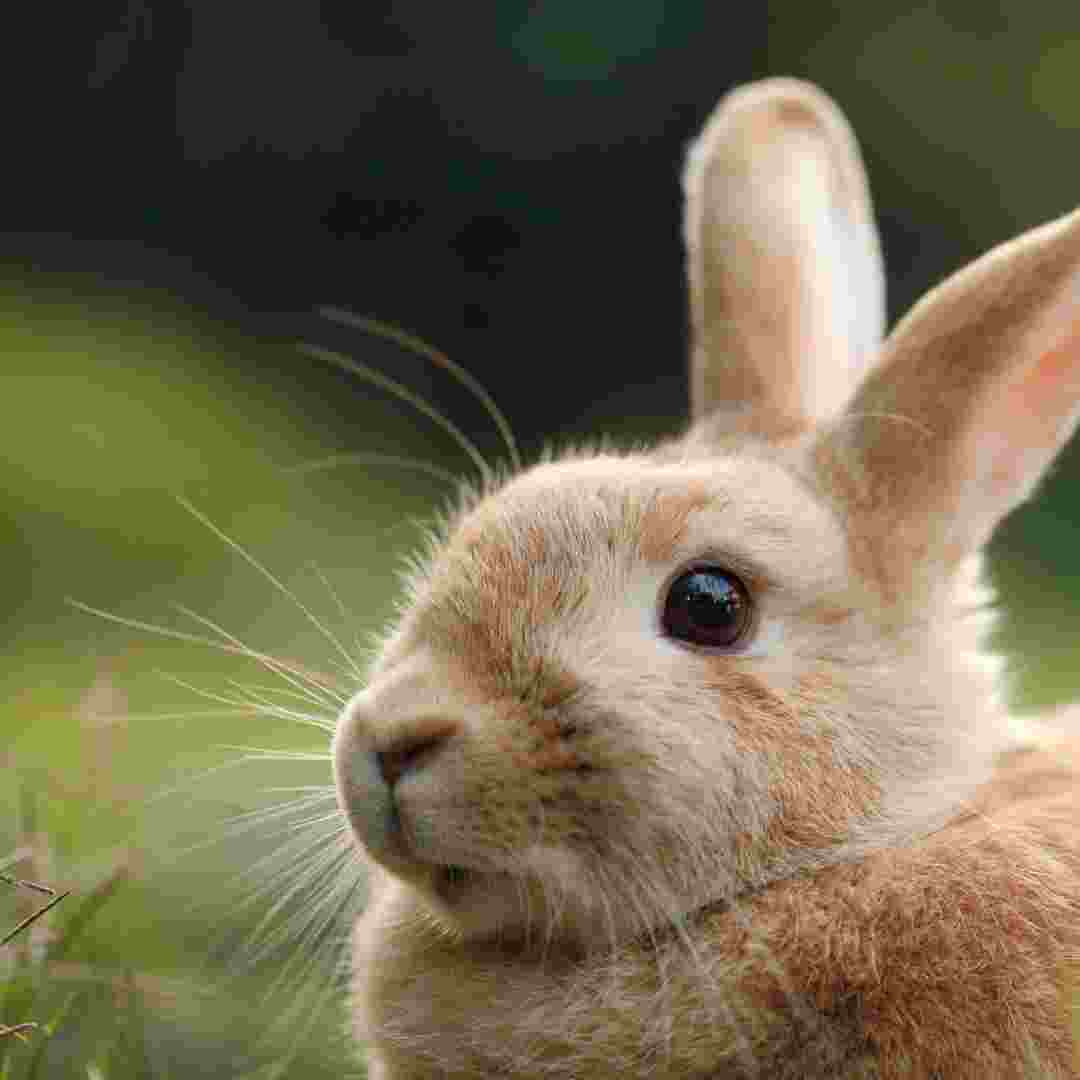 are rabbits bad for asthma