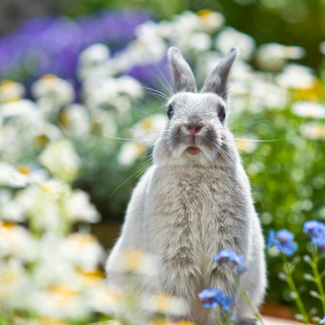 how to make rabbit in little alchemy