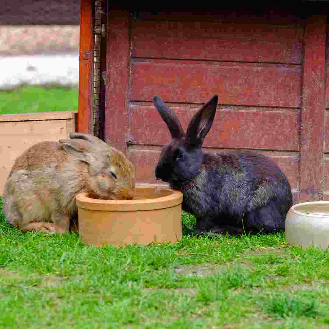 why would a rabbit stop drinking water