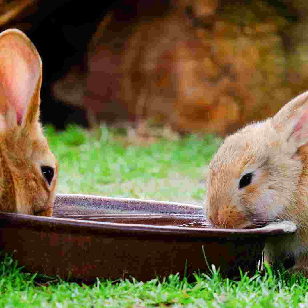 why would a rabbit stop drinking water