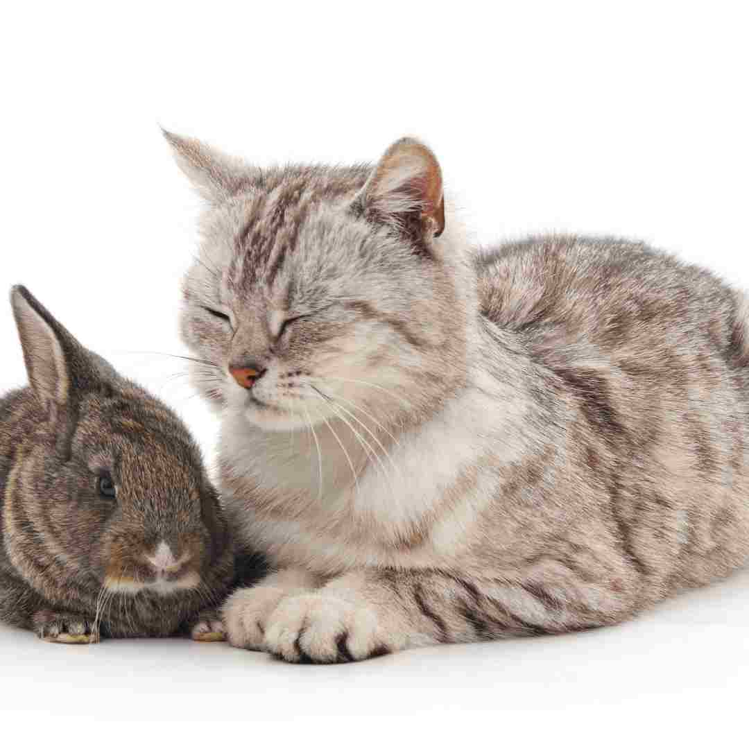 can rabbit and cat live together