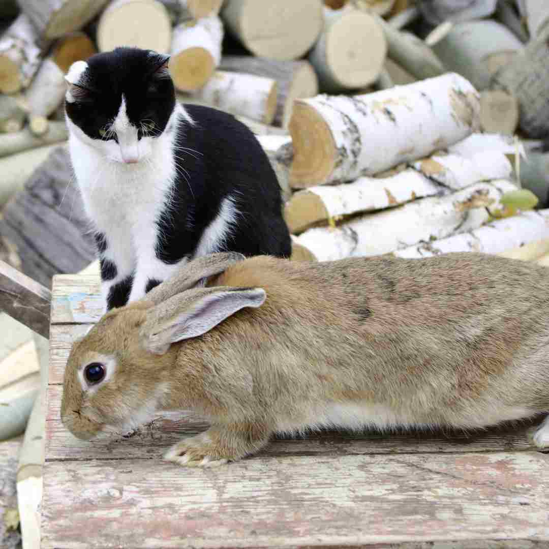 can rabbit and cat live together