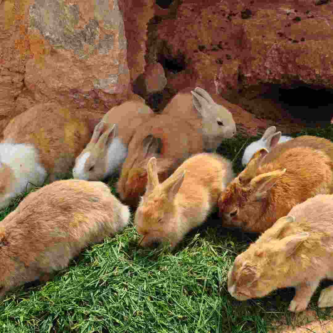 how many rabbits can a rabbit have