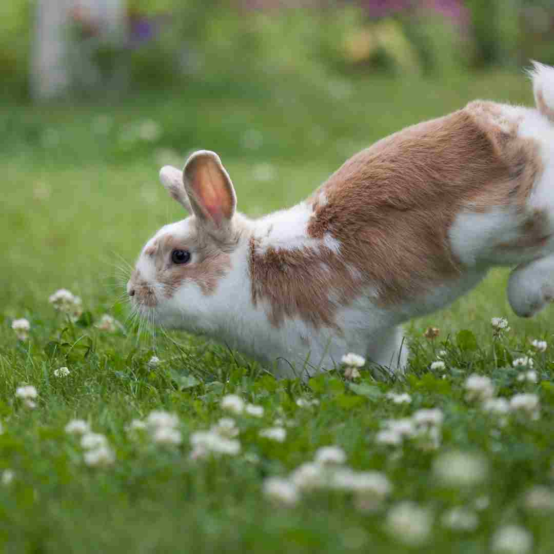 what running rabbit