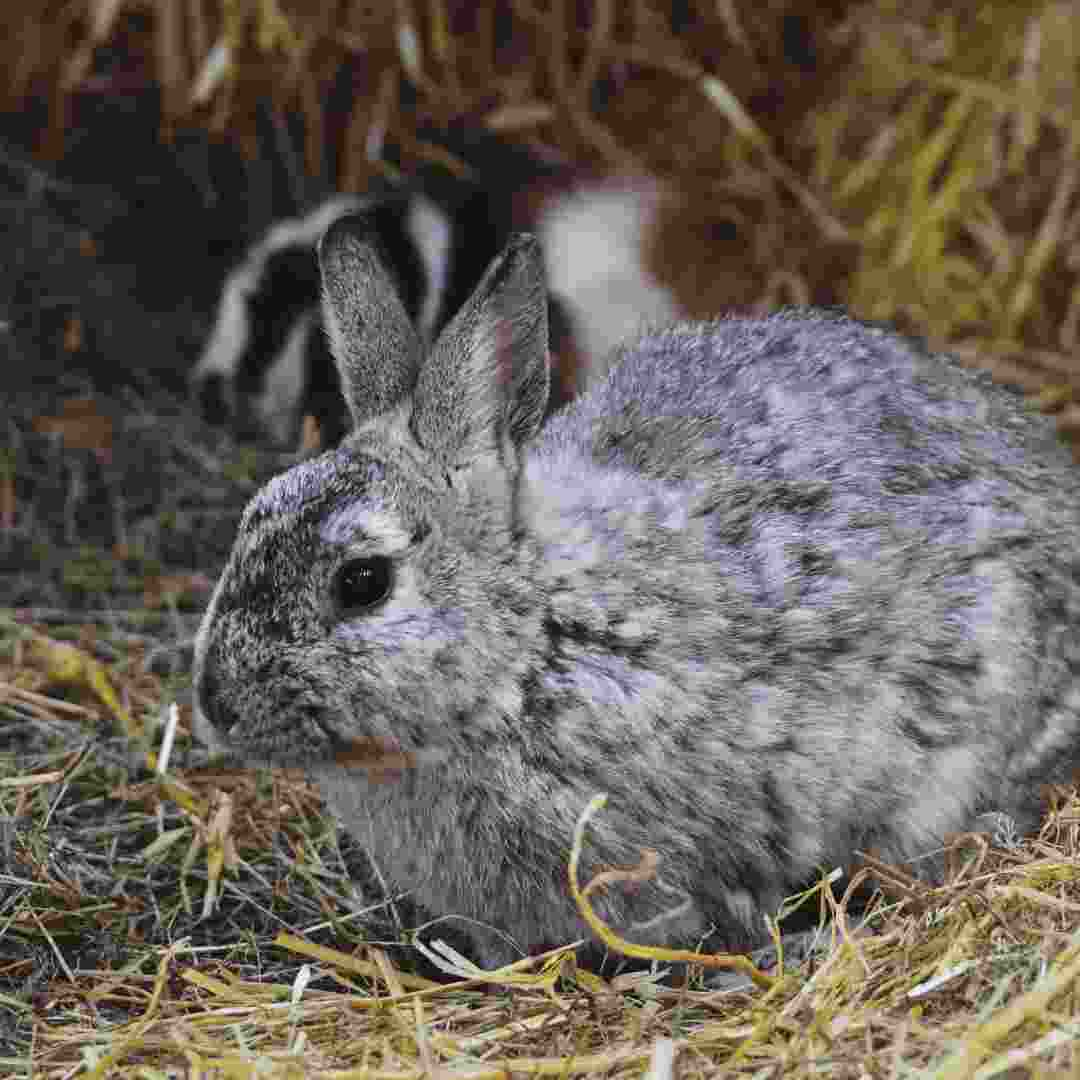 why do rabbit eat their babies