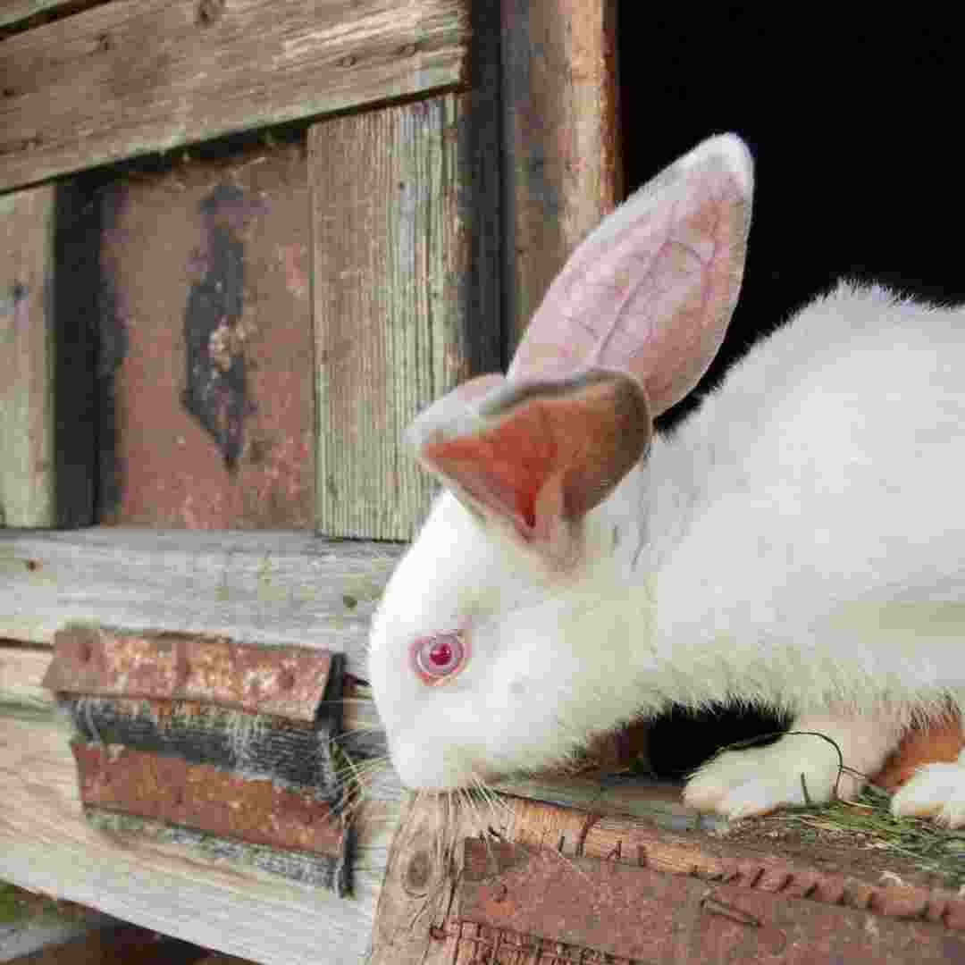 how to make a rabbit hutch