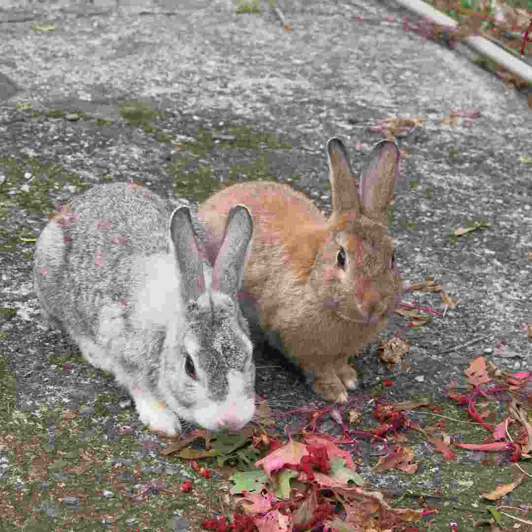 why do rabbit eat their babies