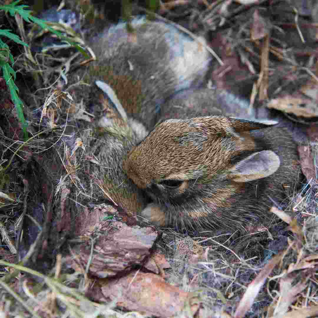 why would a rabbit eat its babies