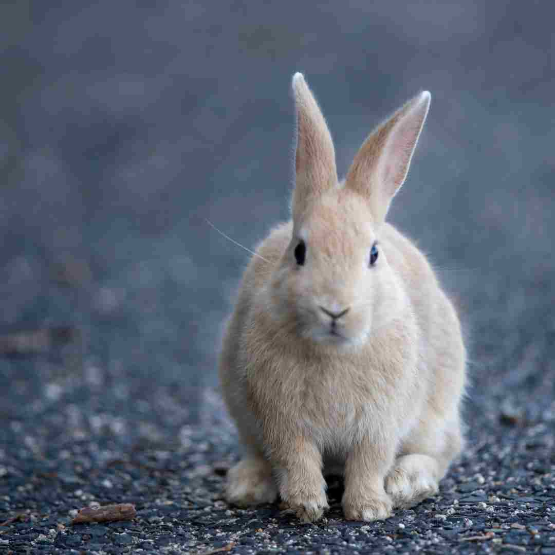 is rabbit fur waterproof