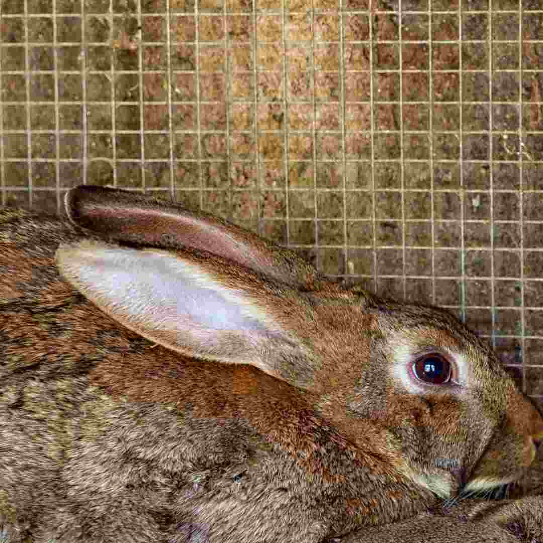 how to tell if rabbit is sick