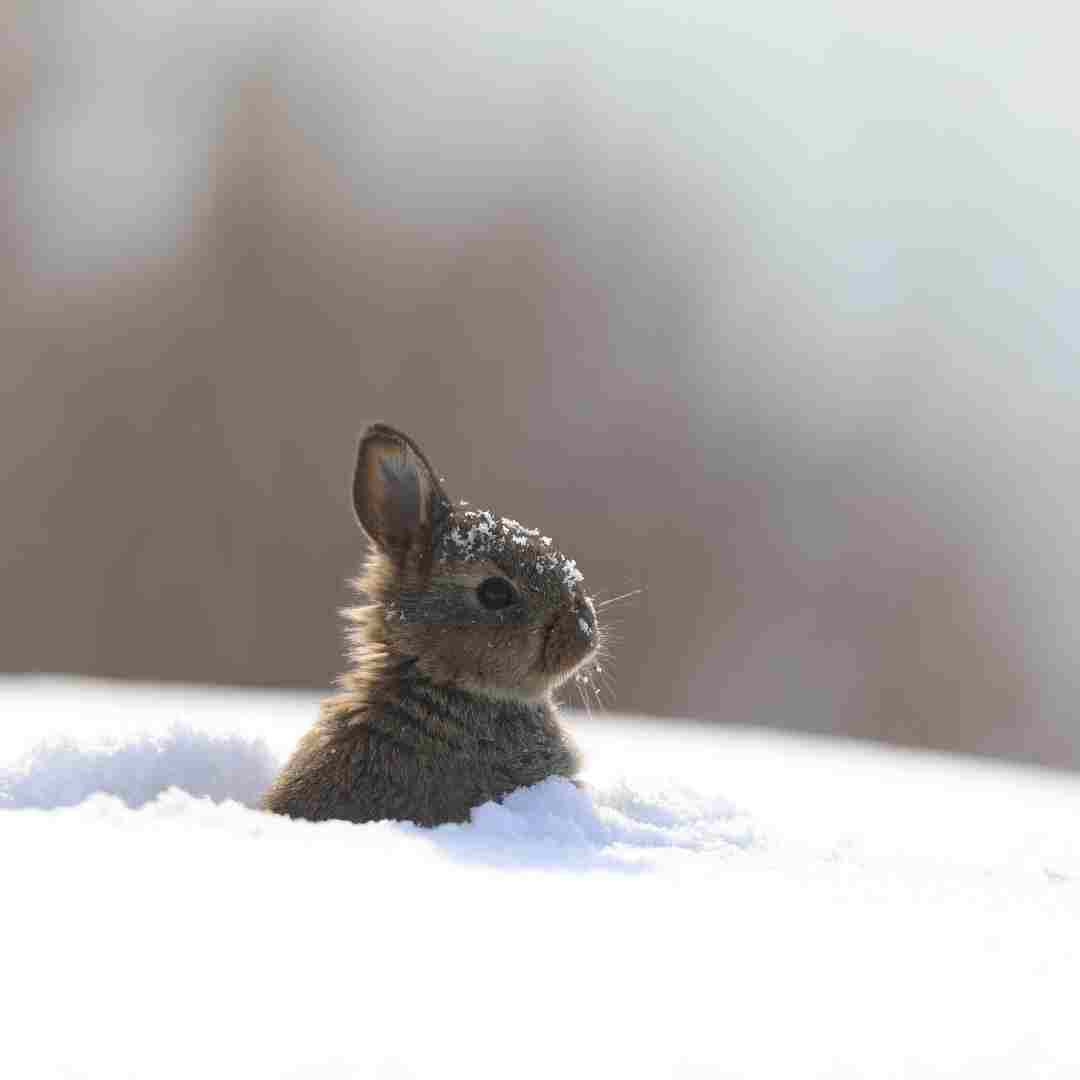 is rabbit fur waterproof
