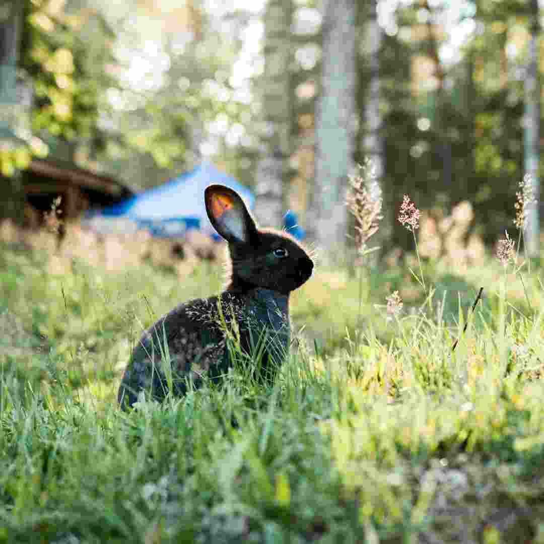 can you use rabbit hide for books