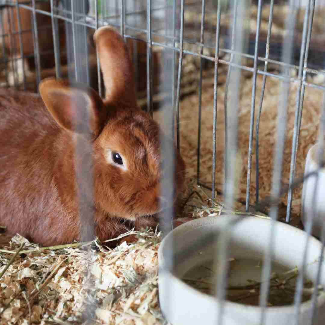 can you use rabbit poop for fertilizer