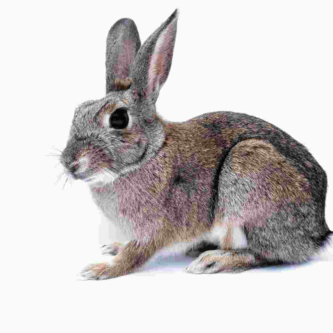 are rabbits bad for asthma