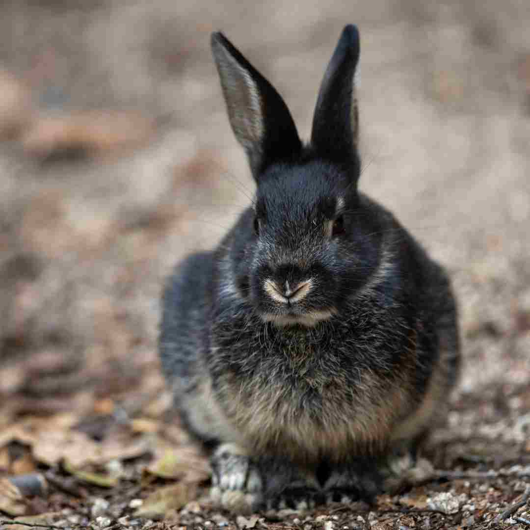 do rabbits hibernate