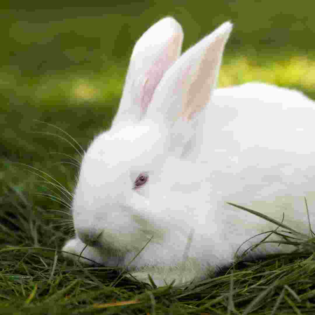 how to remove dead rabbit from yard - rabbits secrets