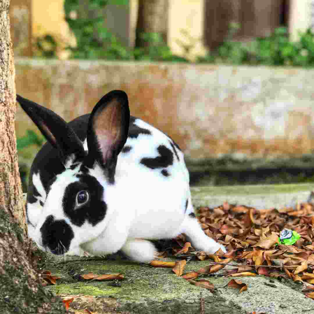 why does a rabbit stop eating and drinking