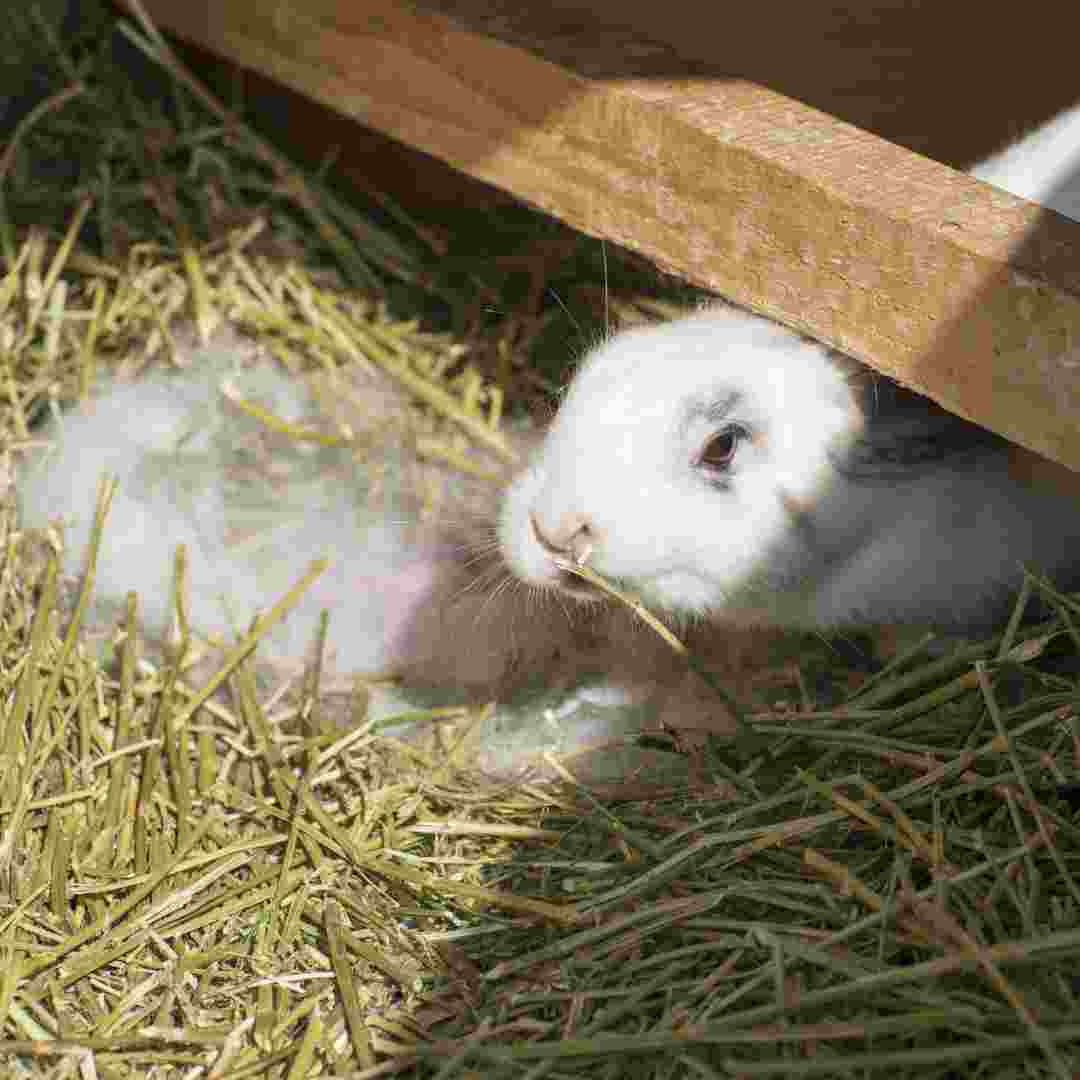 why does a rabbit stop eating and drinking