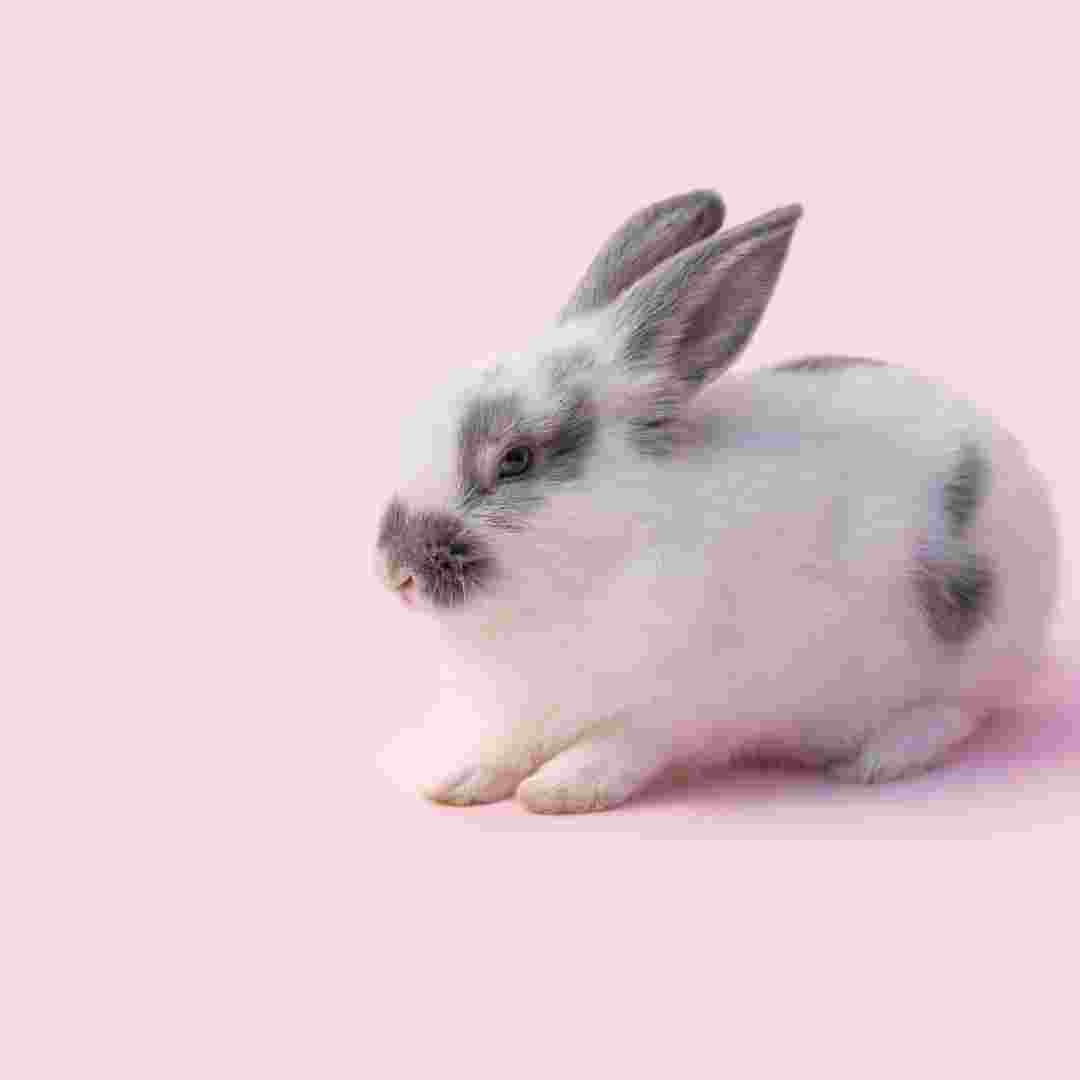 is a rabbit good for a pet