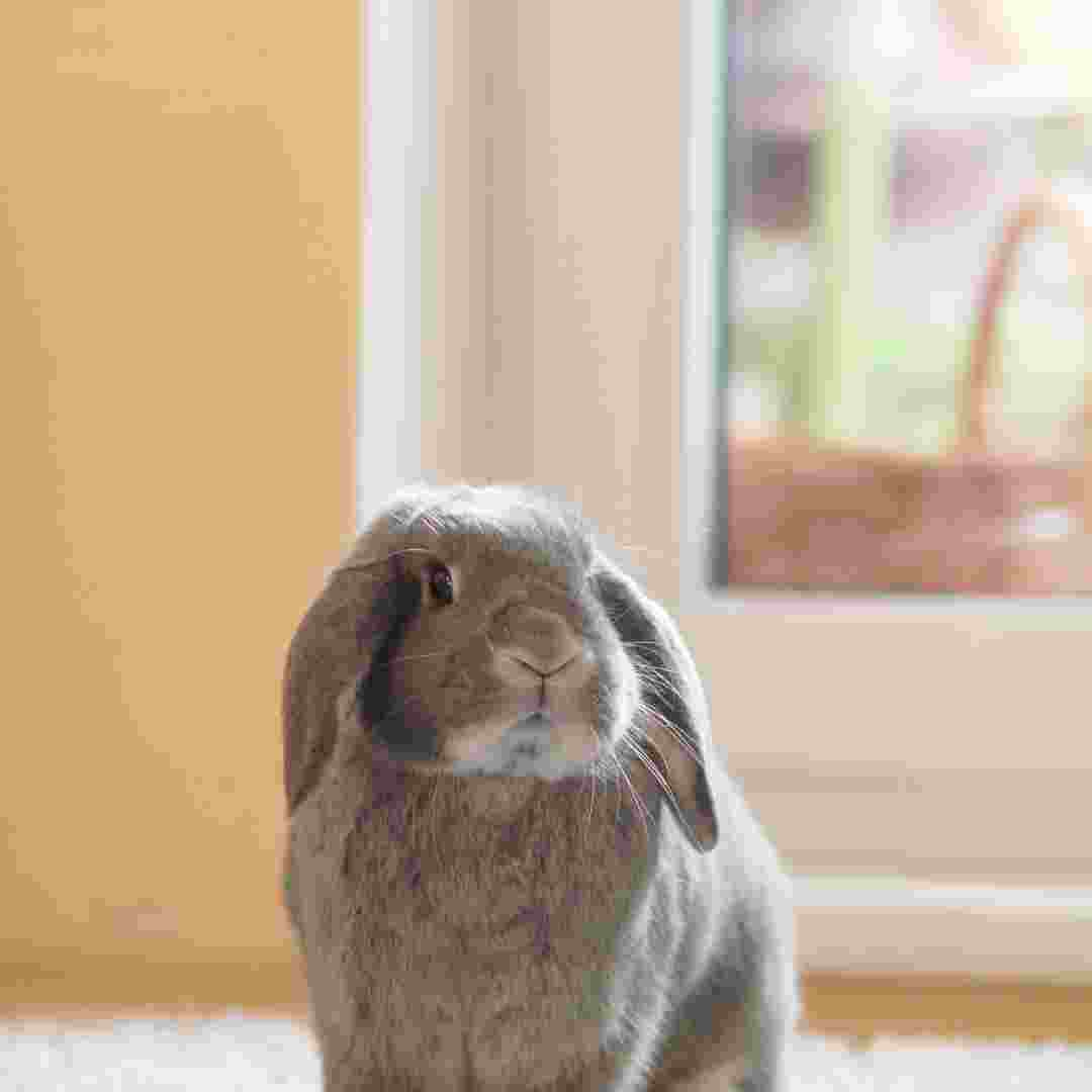 is a rabbit good for a pet