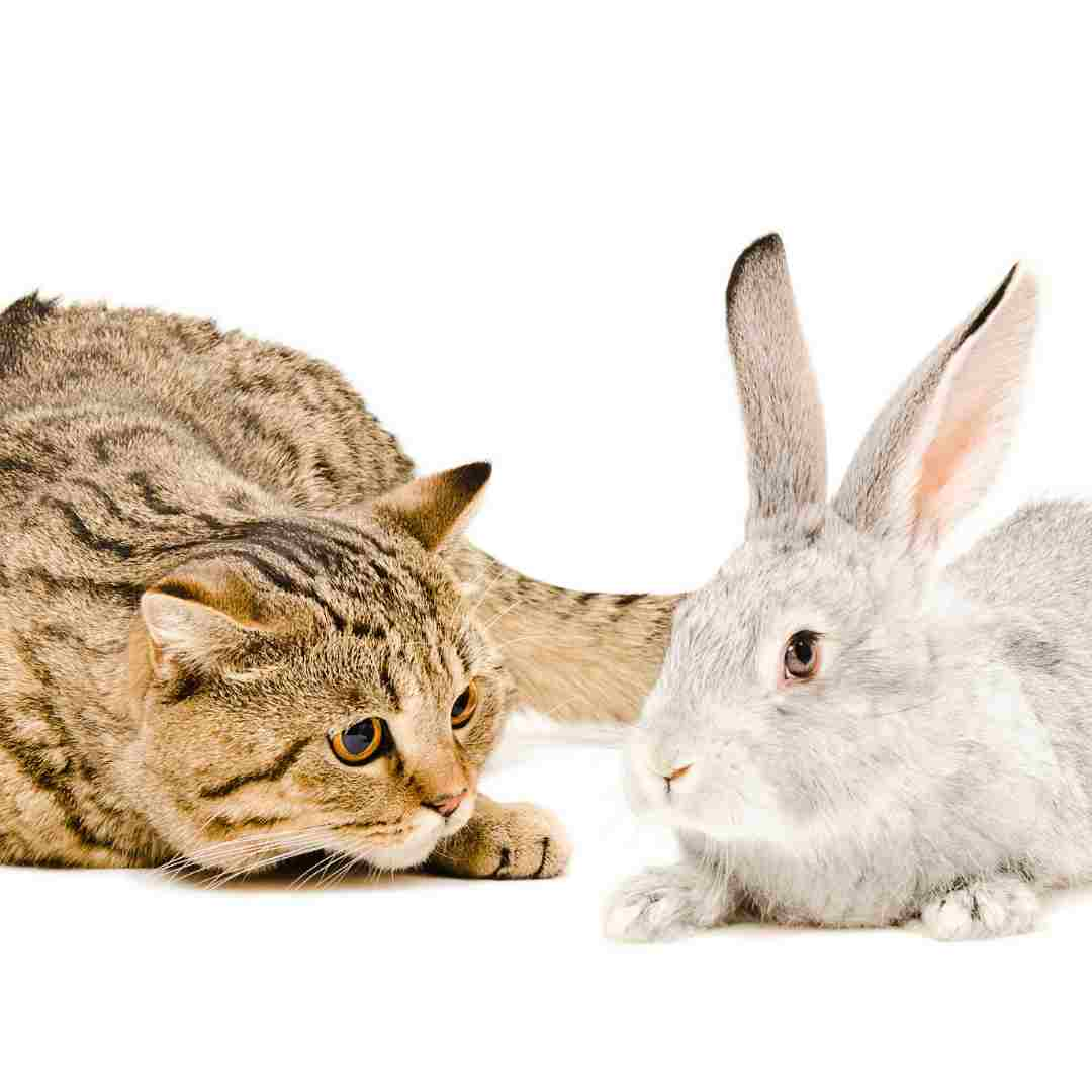 can rabbit and cat mate