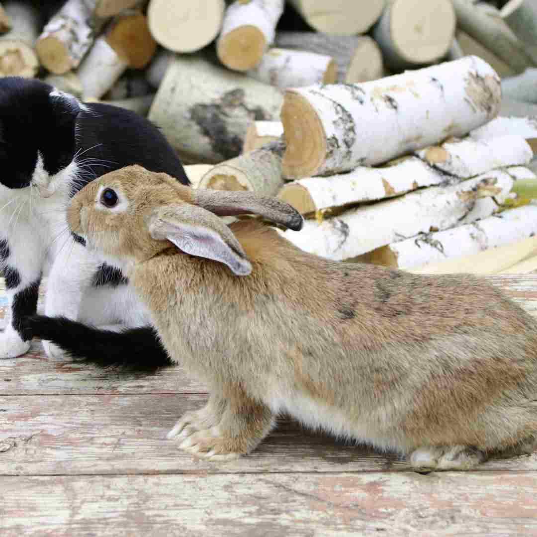 can rabbit and cat mate