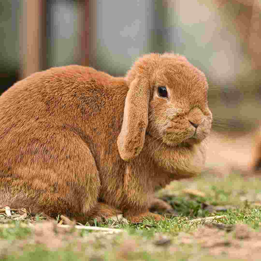 what happens when a rabbit is neutered