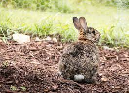 can you put rabbit litter in compost