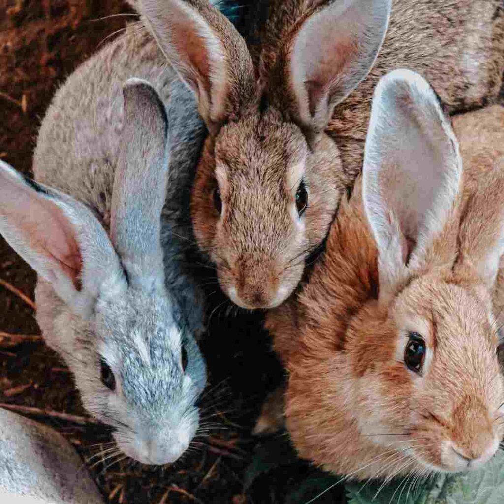 how to know if a rabbit is male or female