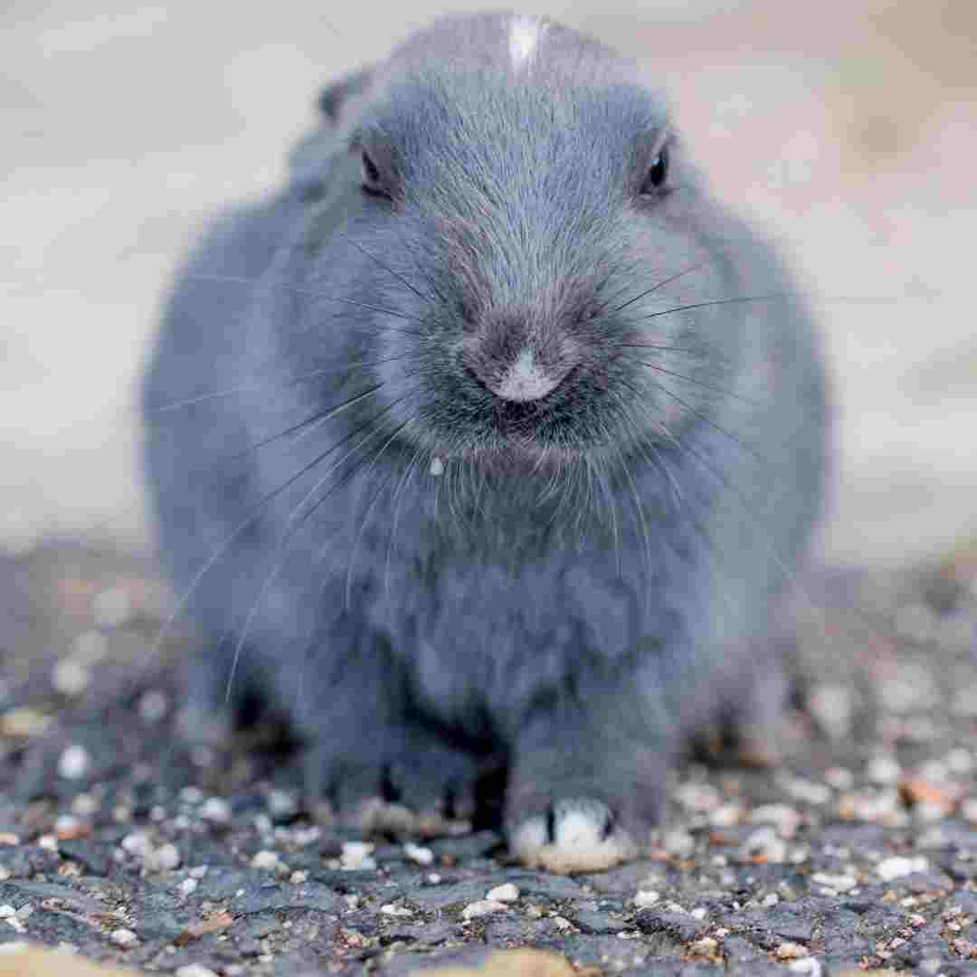 Recognizing Signs of Rabbit Distress: How to Tell if Your Rabbit is Sad