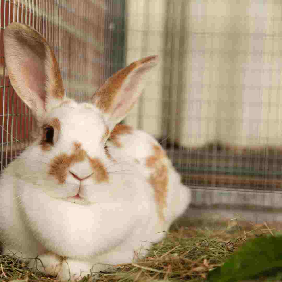 Detecting Pregnancy in Rabbits: How to Determine if Your Rabbit is Expecting