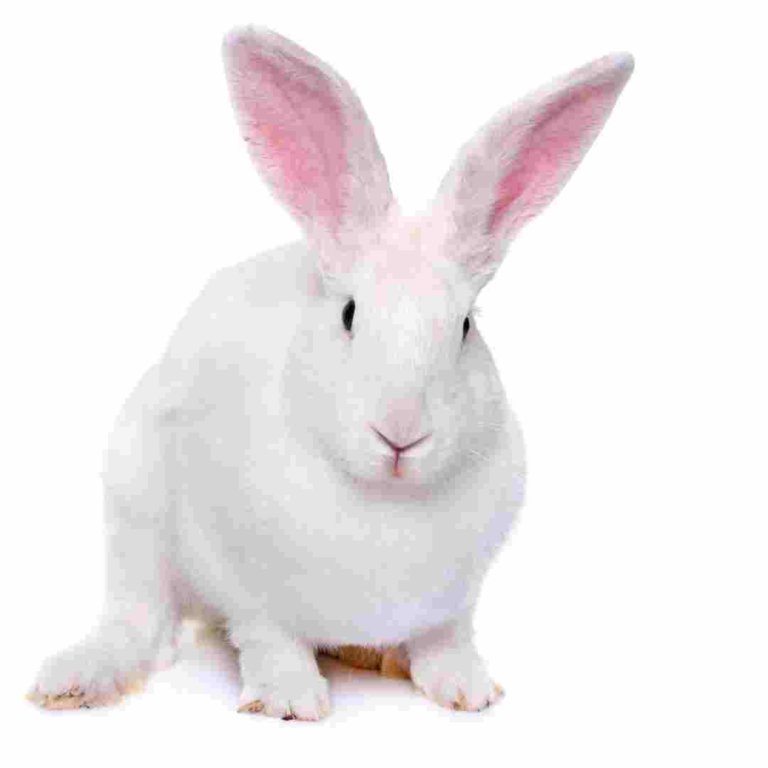 Animals with Long Ears: Which Animals Have Ears like Rabbits?