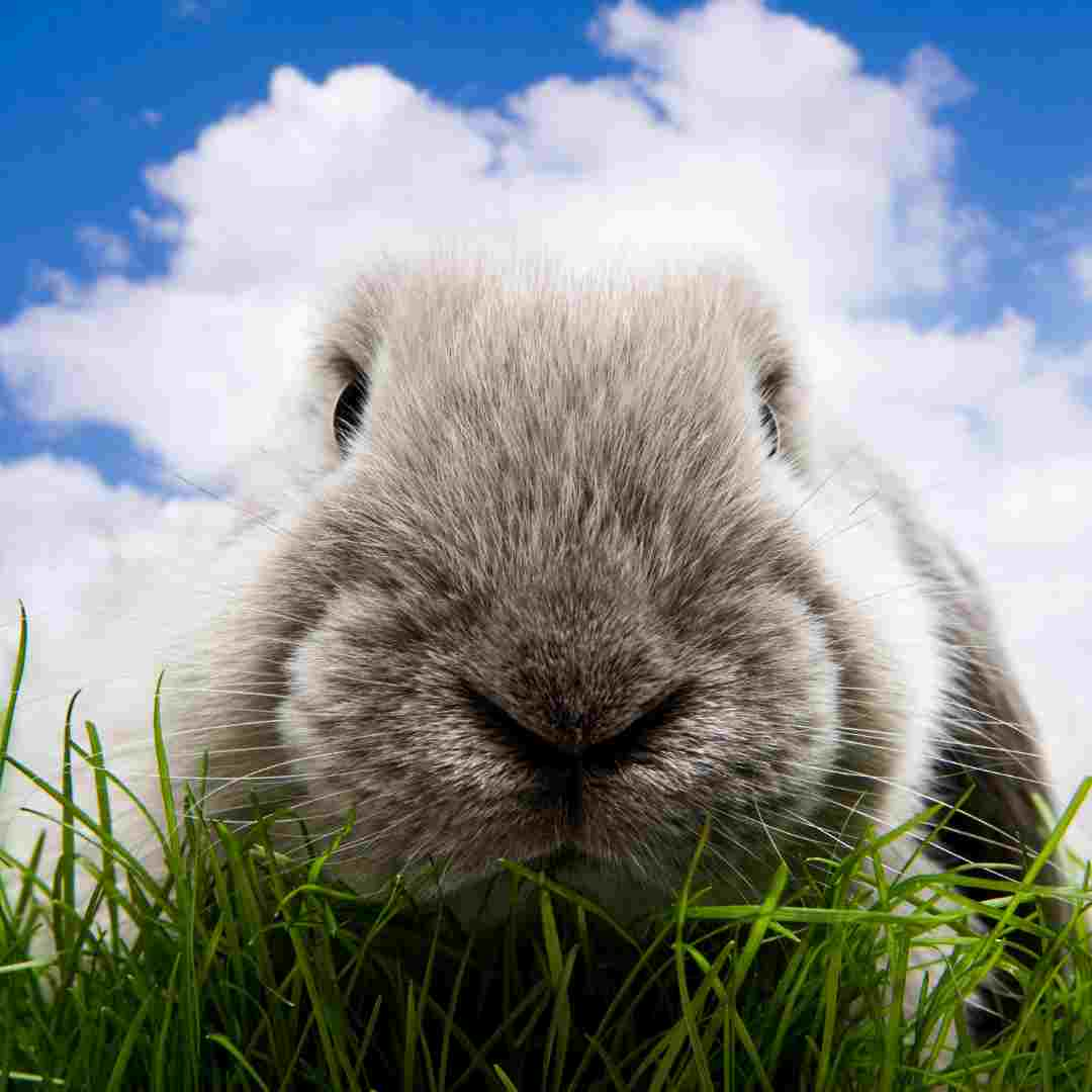 Identifying Signs of Illness in Your Rabbit