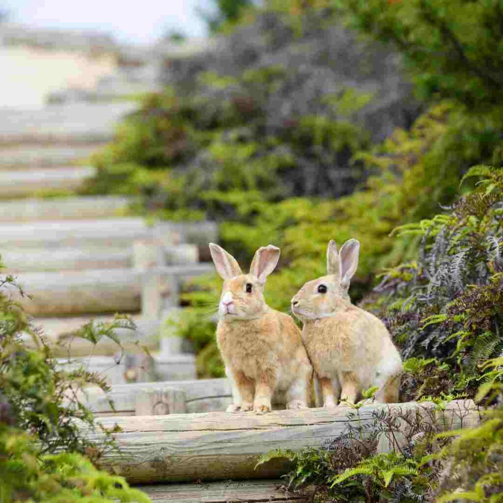 how to know if your rabbit is pregnant