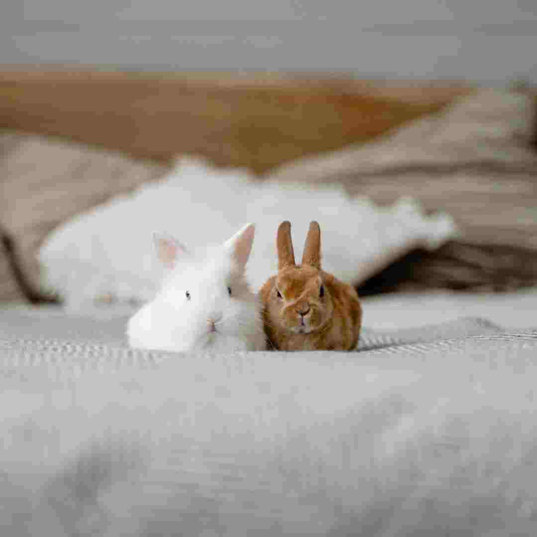 Do You Need Two Rabbits? Understanding Rabbit Social Needs