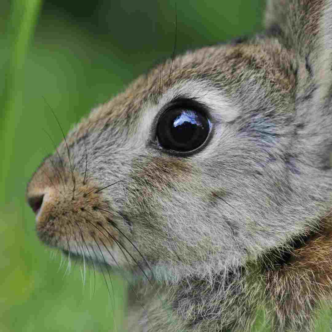 Determining the Gender of a Rabbit: Male or Female?