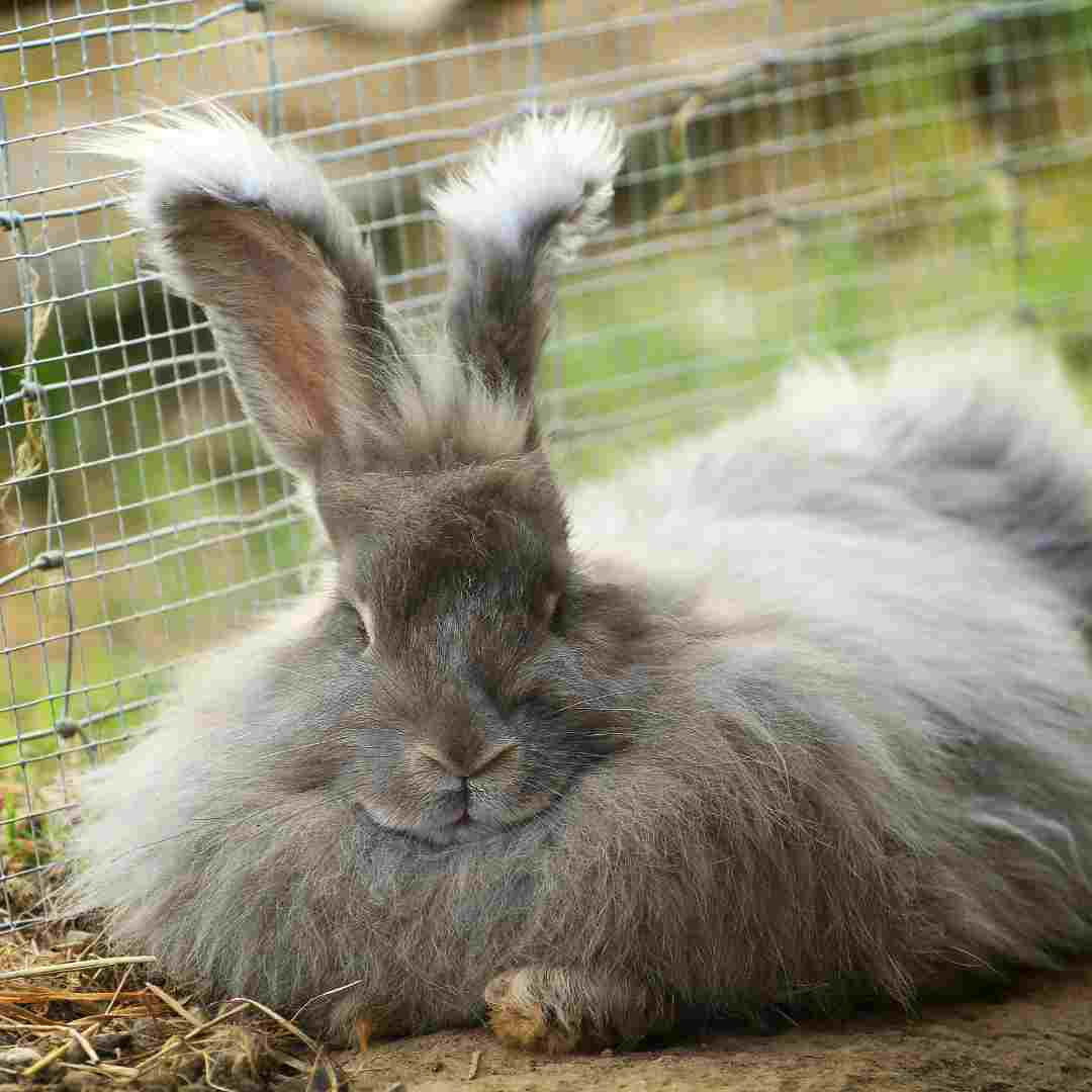 Do Rabbits Have Whiskers? Exploring the World of Rabbit Whiskers