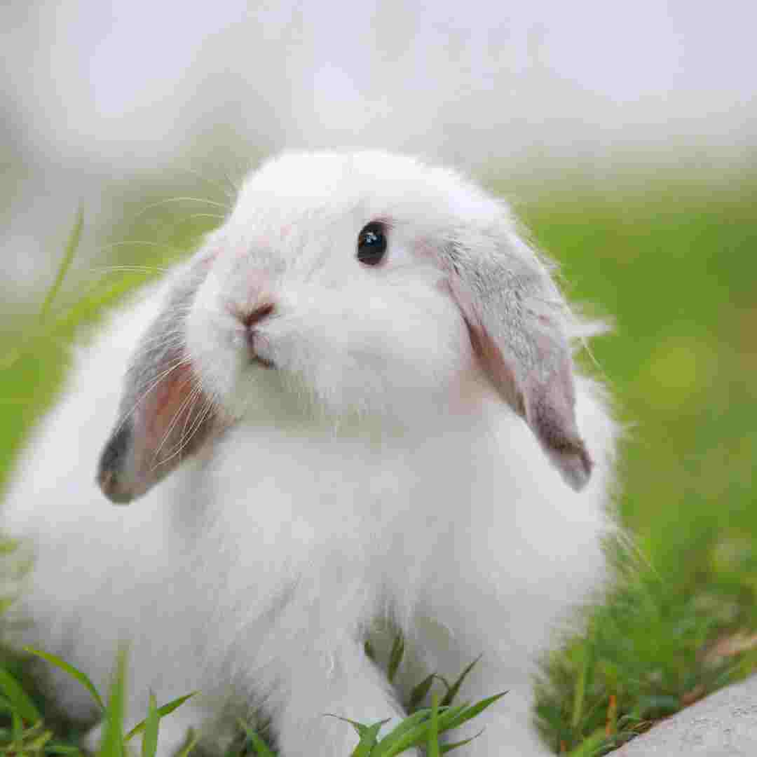 Rabbit Pregnancy Testing: Methods and Procedures