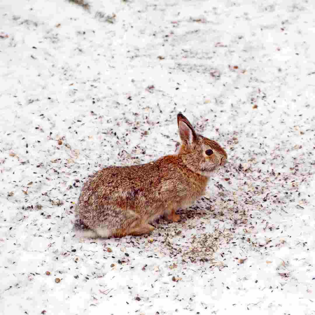 what do rabbits eat in the winter