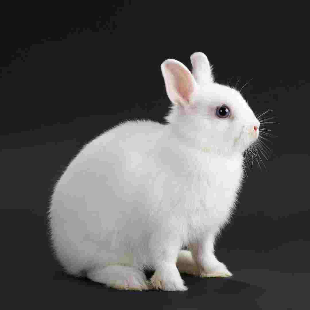 Symbolic Meanings of Rabbits: Insights into their Cultural and Spiritual Significance