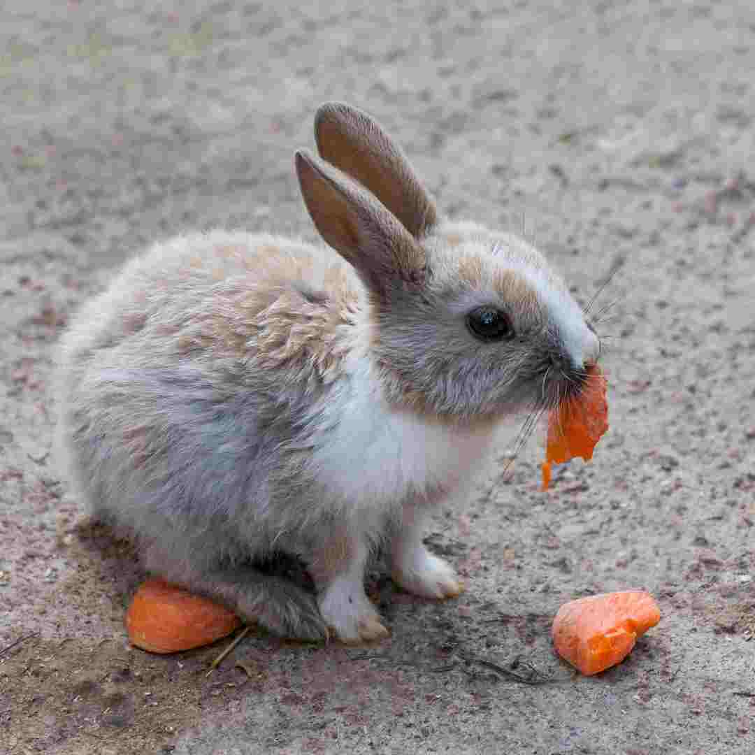 Rabbit's Delight: What Do Rabbits Like to Eat? A Guide to their Preferred Diet