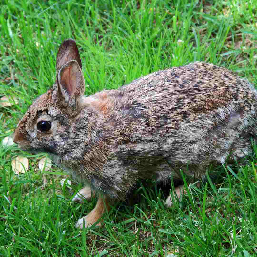 Wild Rabbits' Natural Diet: What Do They Eat in the Wild?