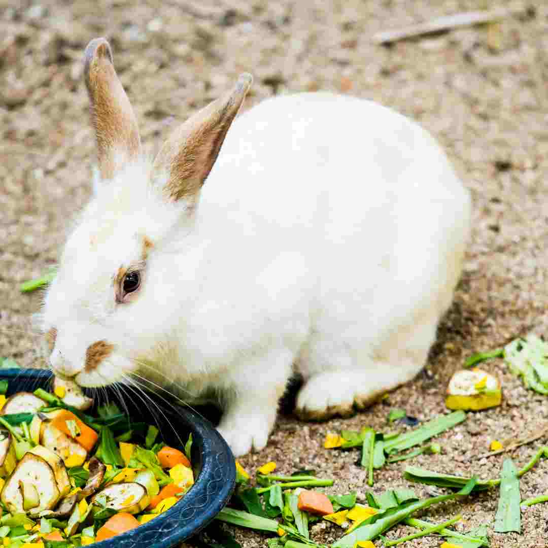 what to rabbits eat