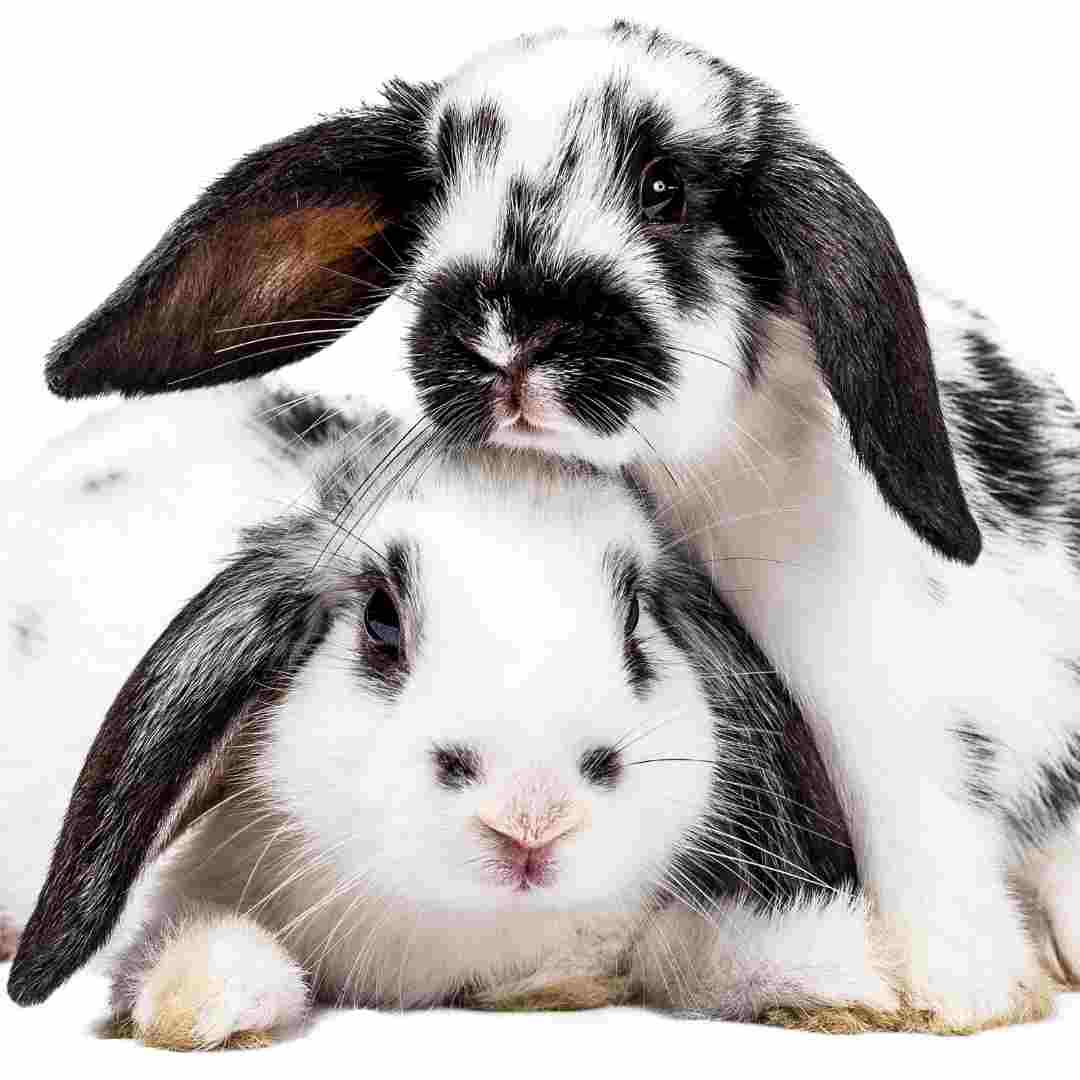 Compatibility of Rabbits: Social Behavior and Bonding Potential