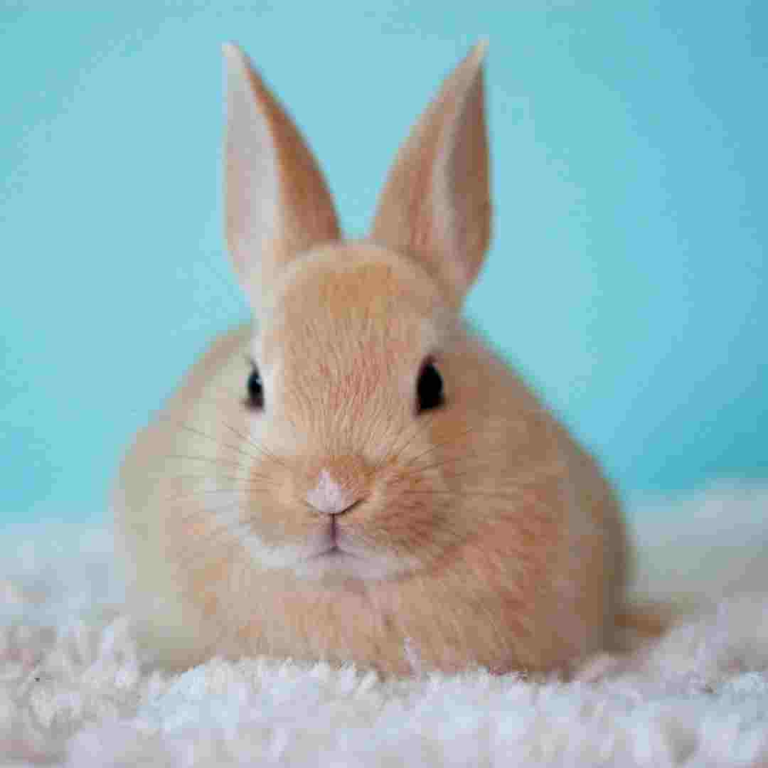 Compatibility of Rabbits: Social Behavior and Bonding Potential